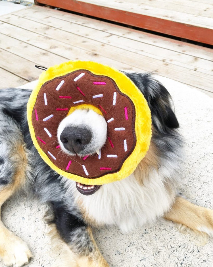 Dog playing with a donut-shaped toy looped over its nose on a wooden deck.