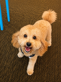 Dog Grooming