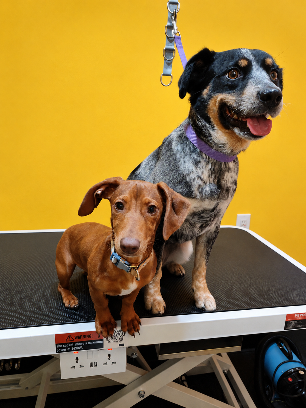 Dog Grooming