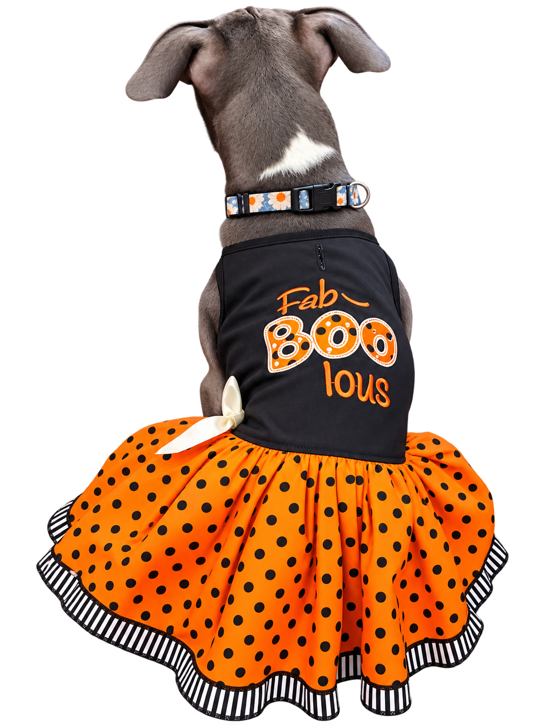 A Halloween dog dress on a grey dog that says Fab-boo lous