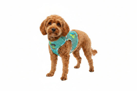 A small curly-haired brown dog wearing a light blue mesh harness with colorful Surf Boards and Palm Trees