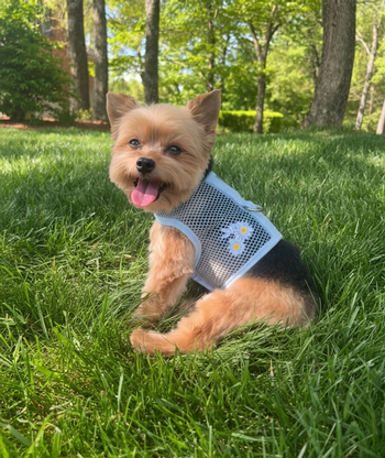 Cool Mesh Harness-Blue Daisy