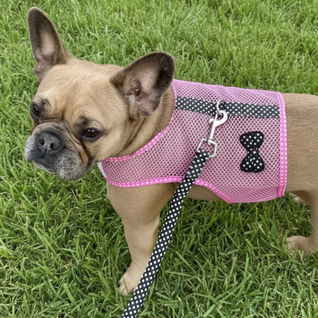 Dog wearing a pink harness with black polka dots on a grassy background